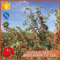 Ningxia rojo seco orgánico wolfberry a la venta